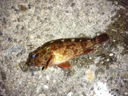 爆風のメバリング